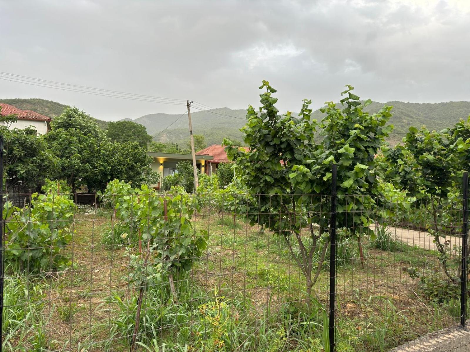 Green House Пермет Екстер'єр фото